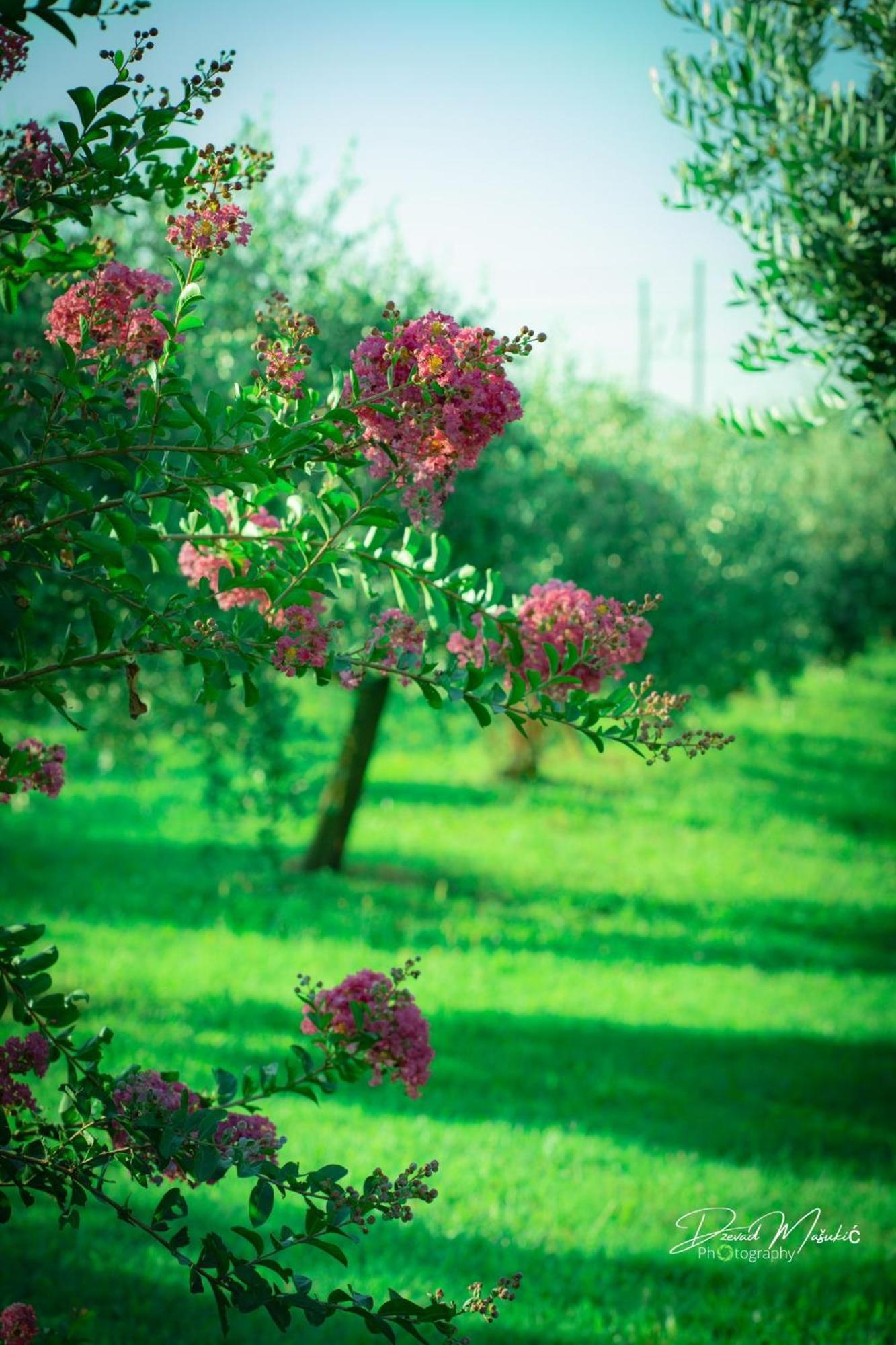 Agriturismo Olistella Villa Palazzolo dello Stella Exteriör bild